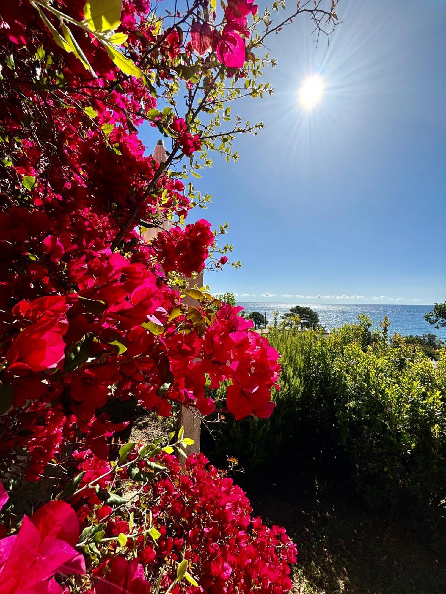 Residence Canella Sari-Solenzara Εξωτερικό φωτογραφία